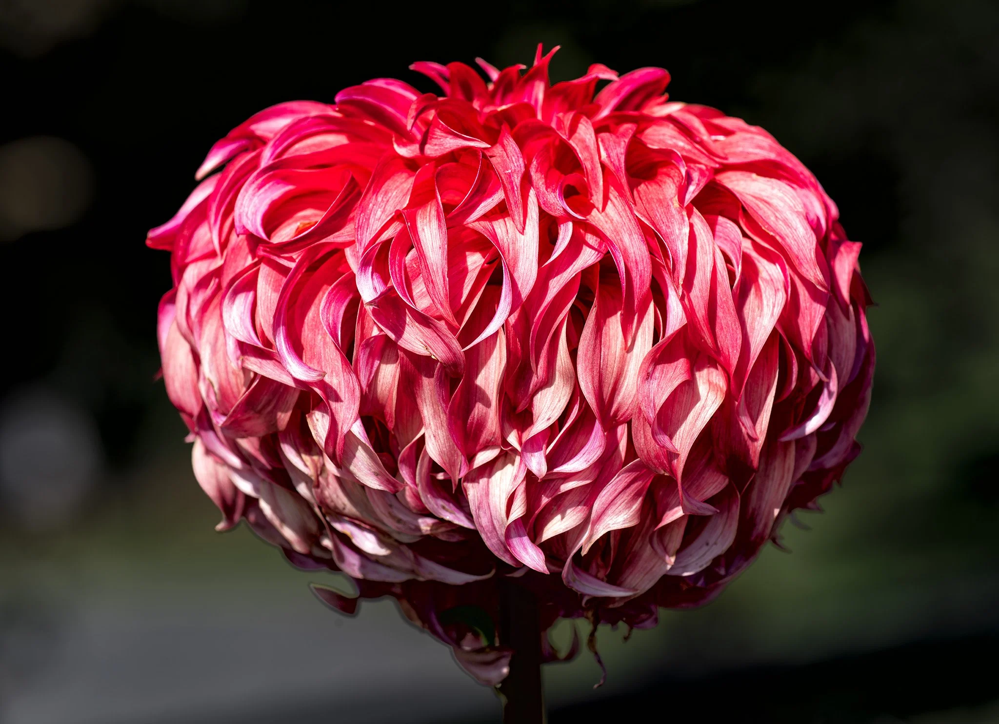 260824  Dahlias  18-1 cr.jpg
