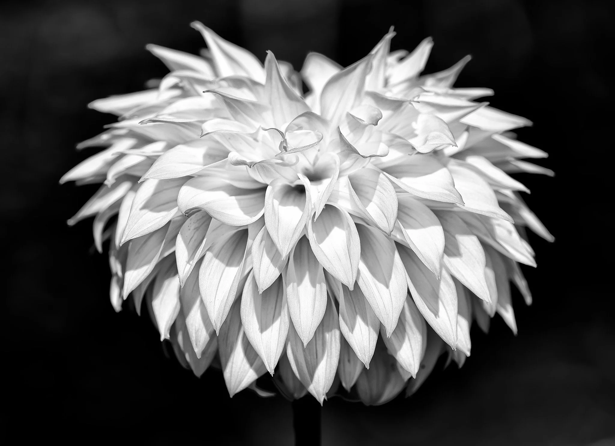 260824  Dahlias  08-1 bw.jpg
