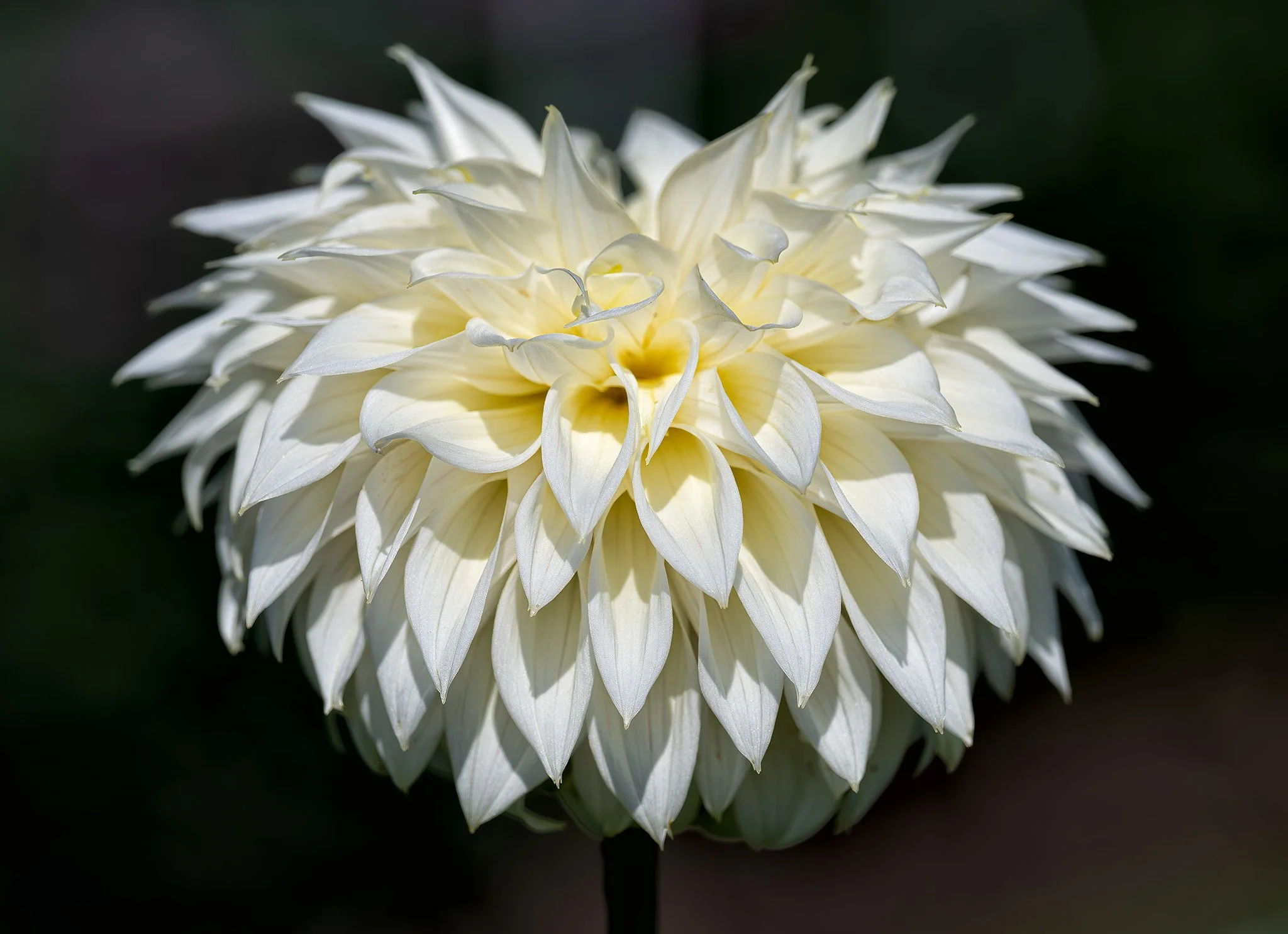 260824  Dahlias  08-1.jpg