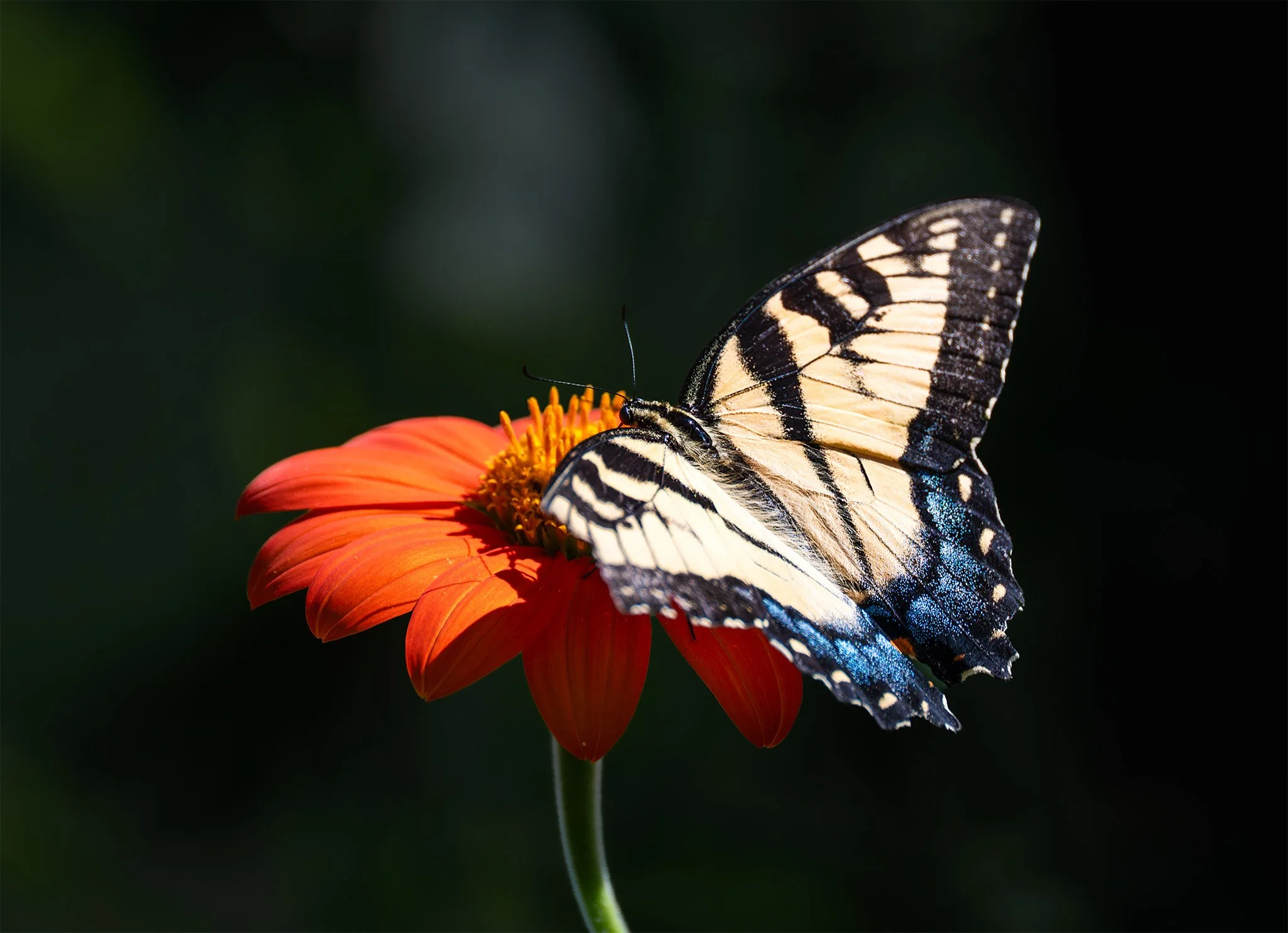 260824  Dahlias  29-1.jpg