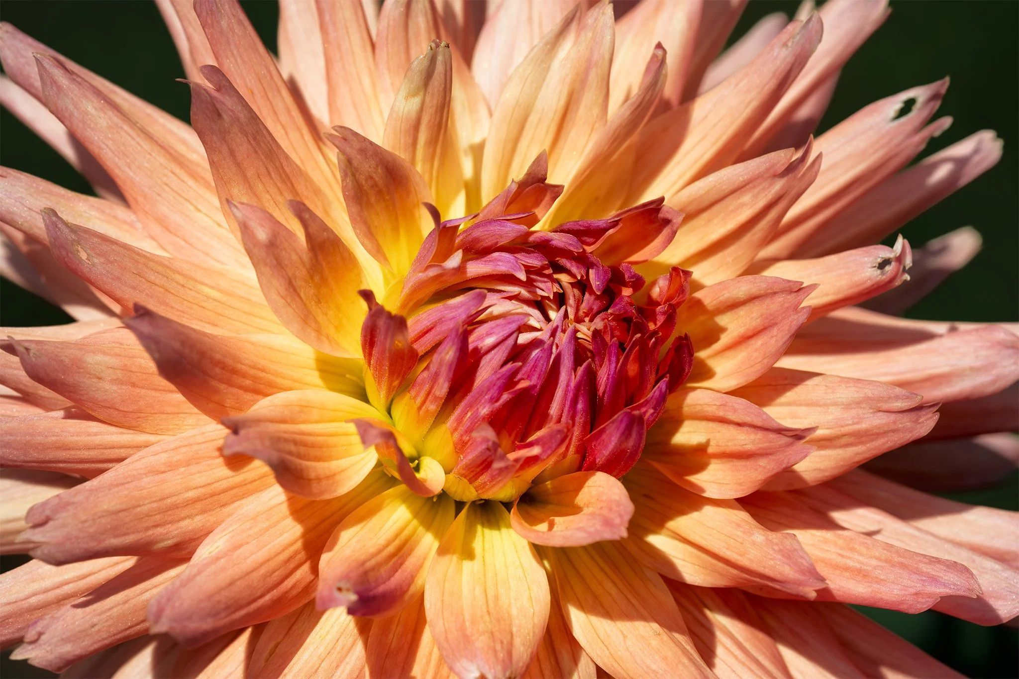 260824  Dahlias  13-1.jpg