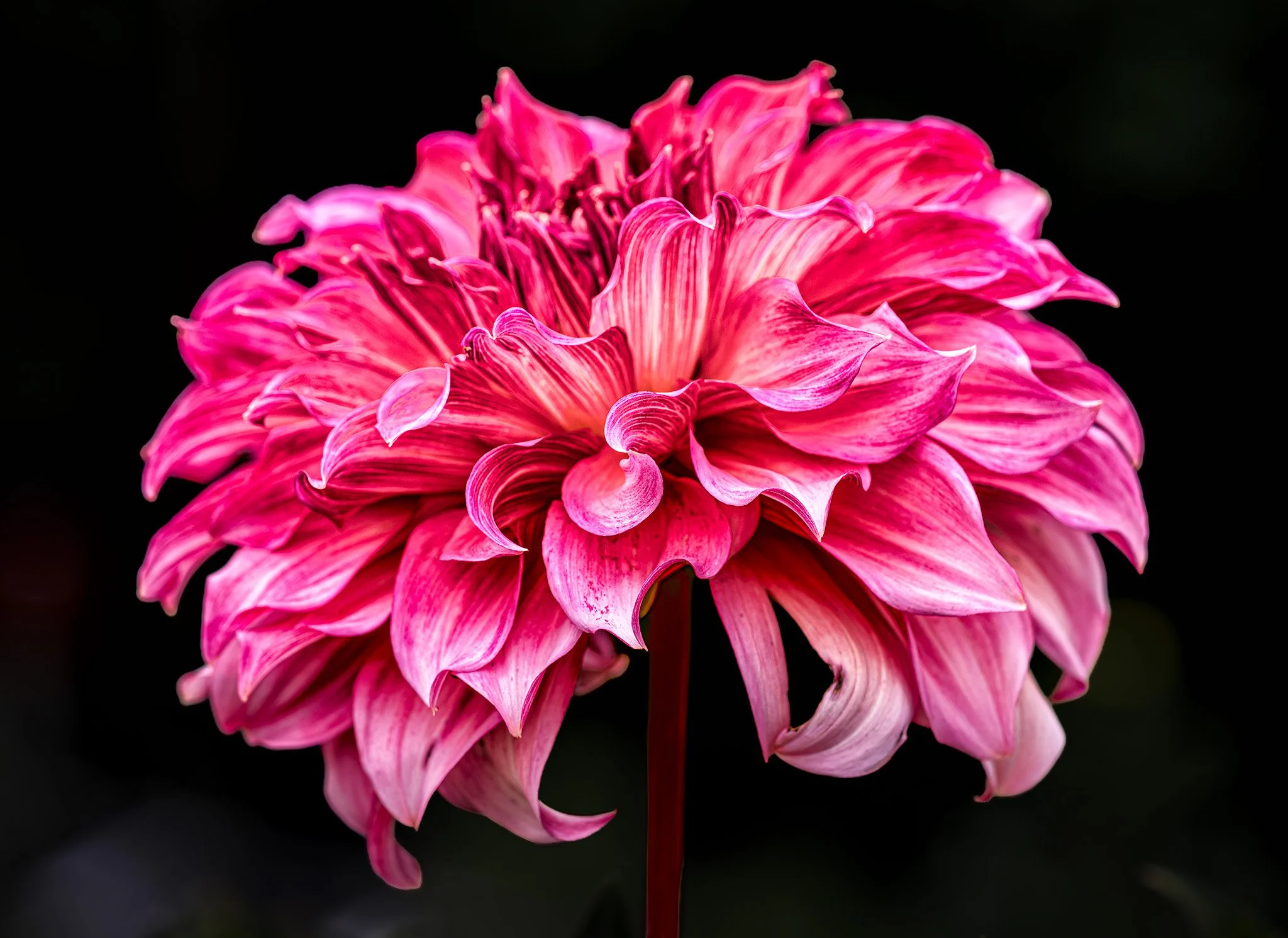 260830  Dahlias  04-1.jpg