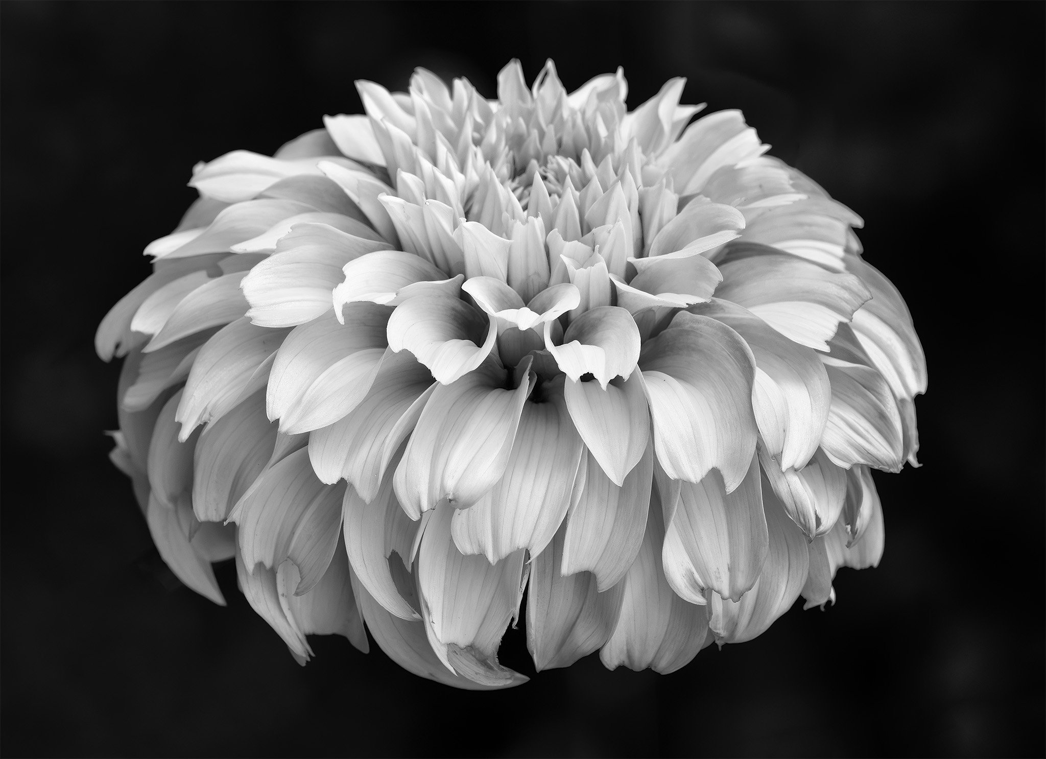 260830  Dahlias  16-1 cln bw.jpg