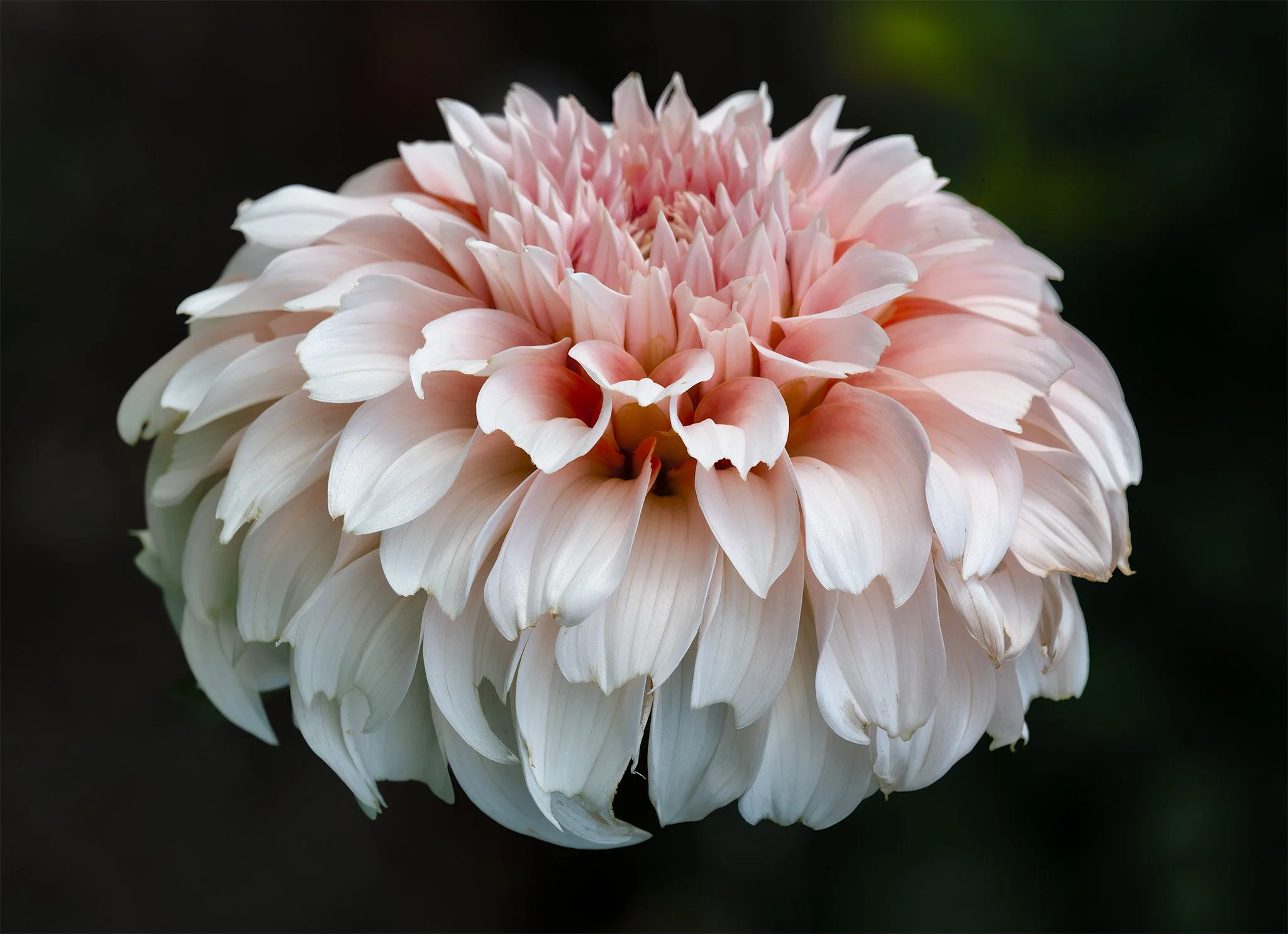 260830  Dahlias  16-1 cln.jpg