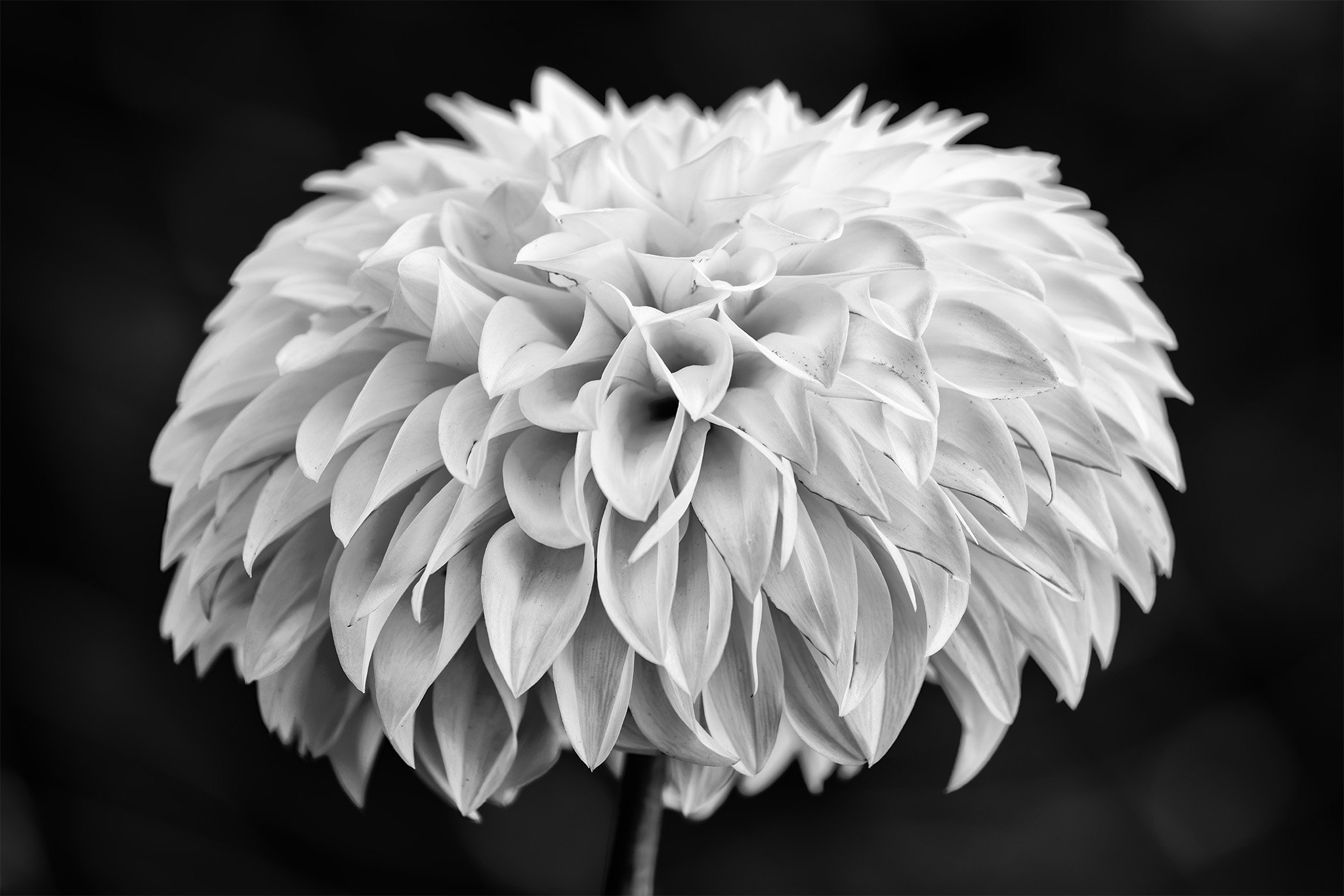 260830  Dahlias  37-1 bw.jpg