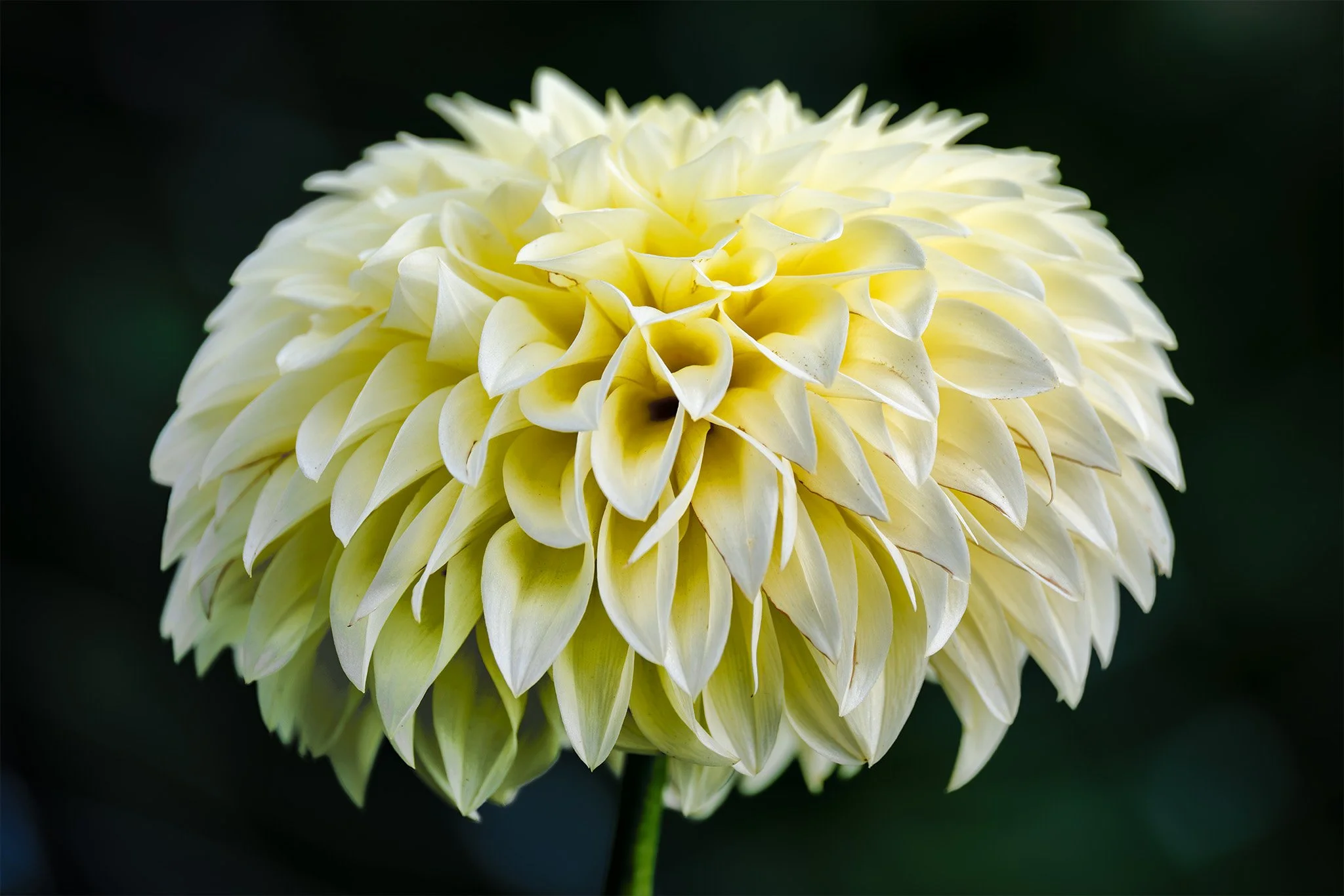 260830  Dahlias  37-1.jpg