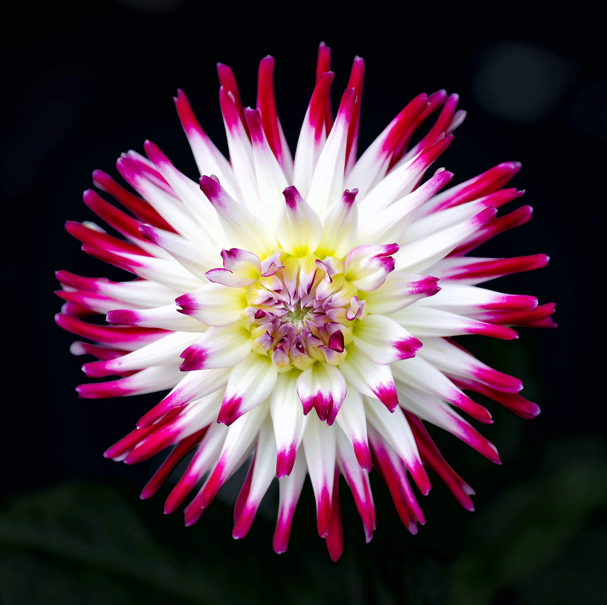 260830  Dahlias  08-1.jpg