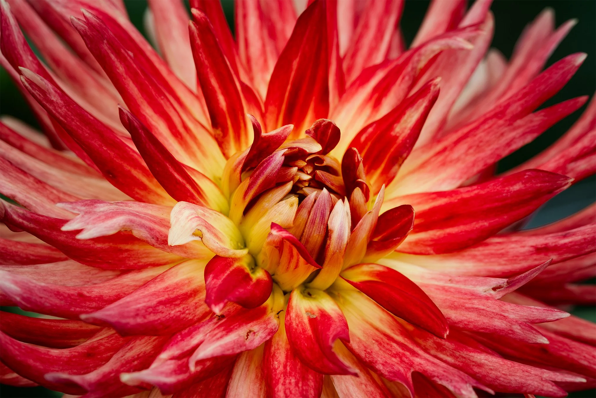 260830  Dahlias  31-1.jpg
