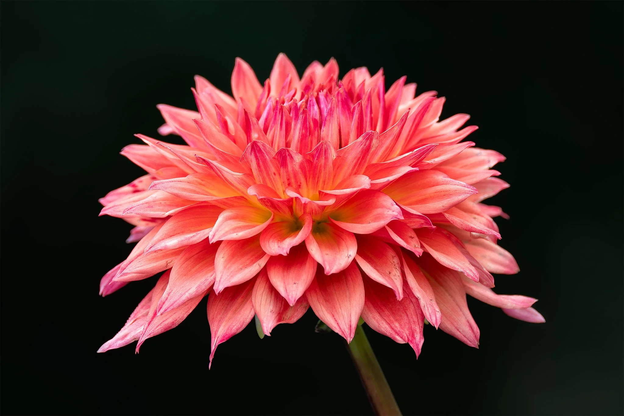 20260905  Dahlias    17-1.jpg