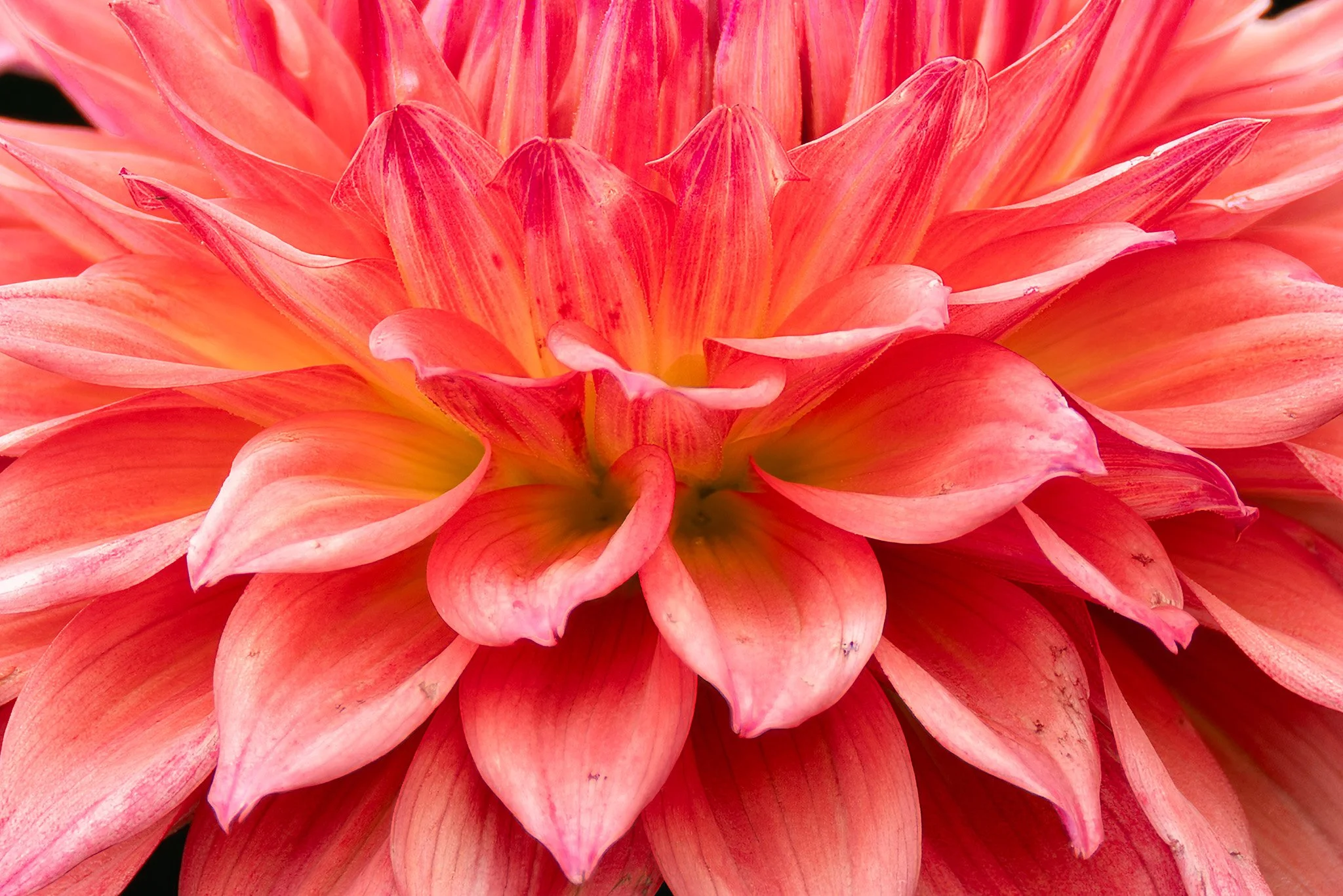 20260905  Dahlias    17-1 cr.jpg