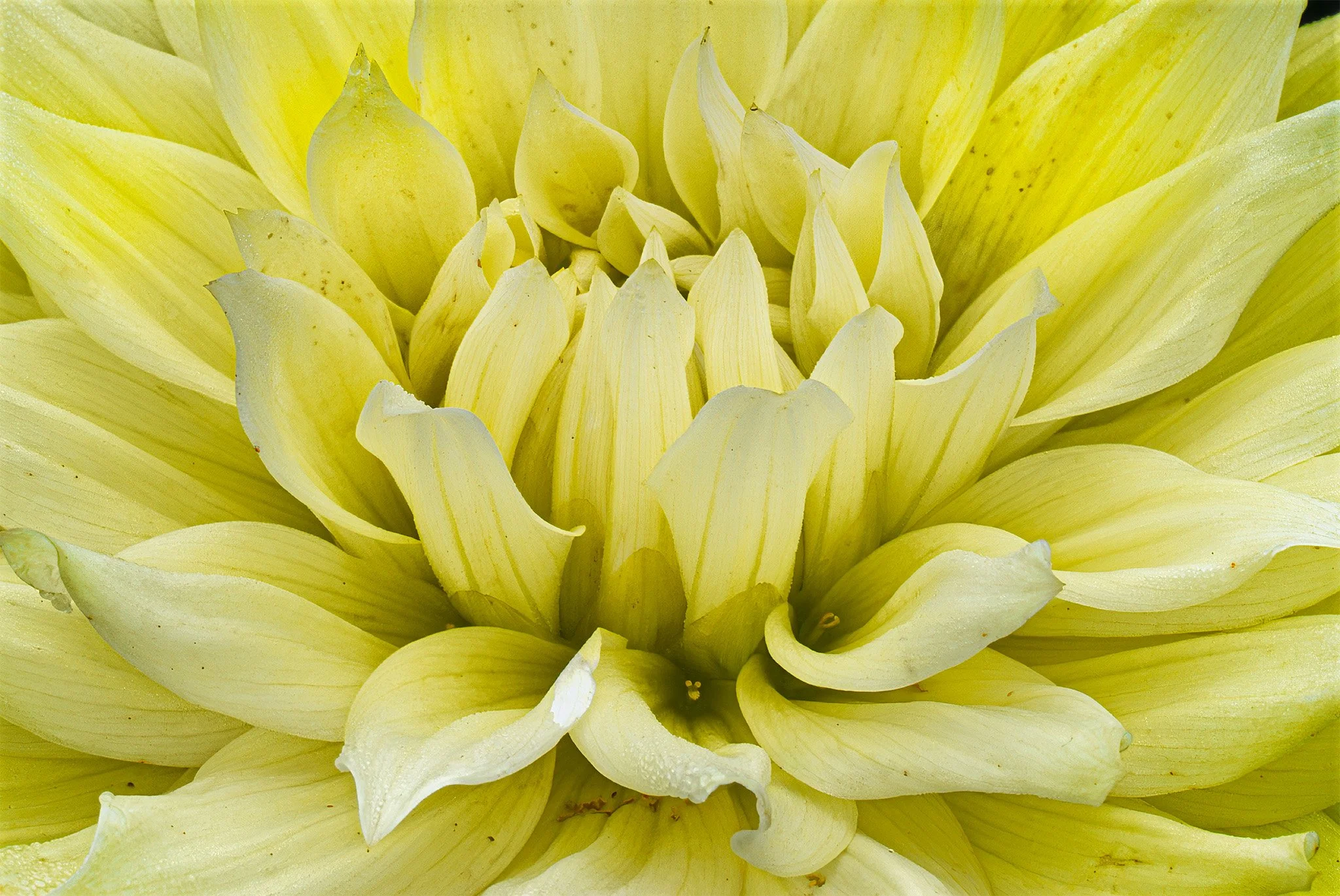 20260905  Dahlias    31-1 cr2.jpg