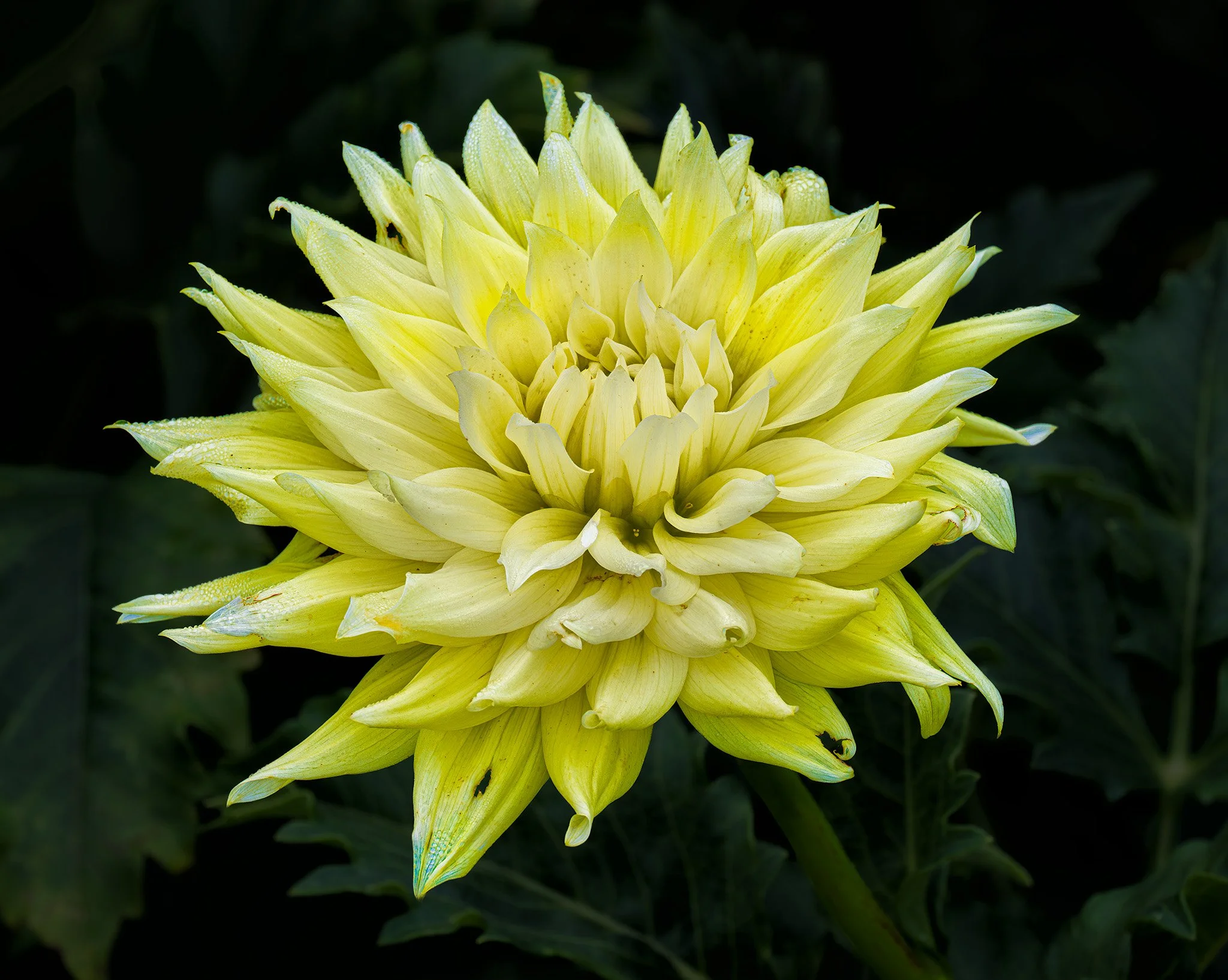 20260905  Dahlias    31-1 cr.jpg