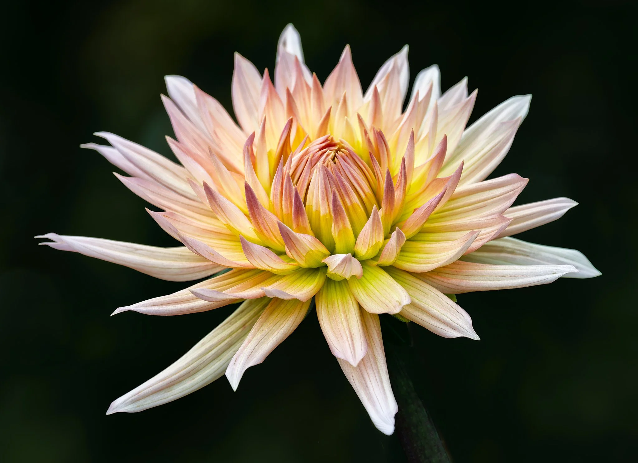20260905  Dahlias    43-1.jpg