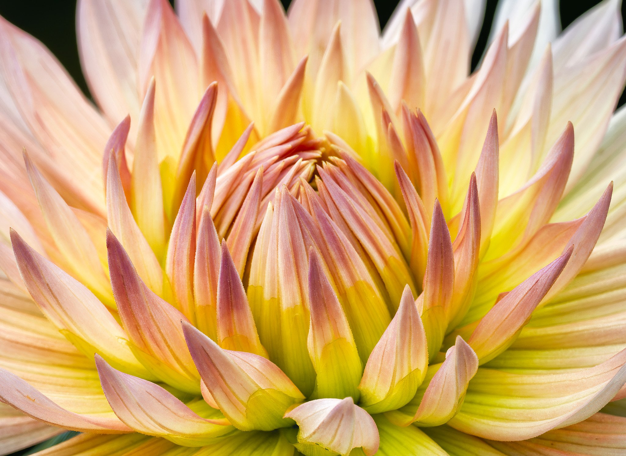 20260905  Dahlias    43-1 cr.jpg
