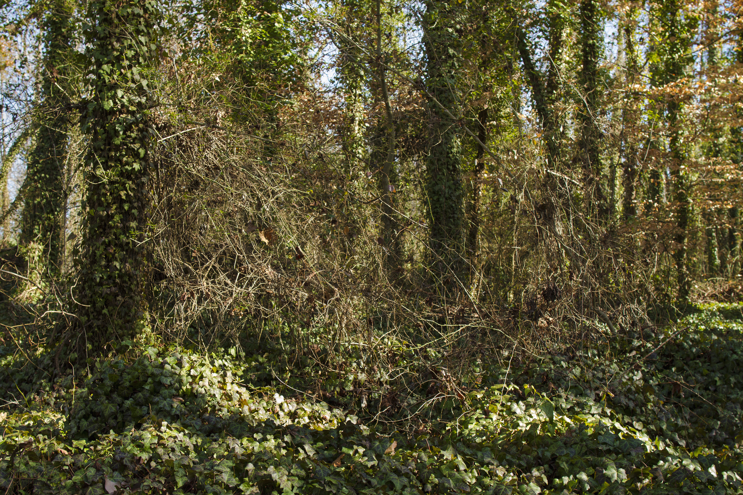  Section of East End Cemetery where Charles Watkins's grave was found, January 2015   