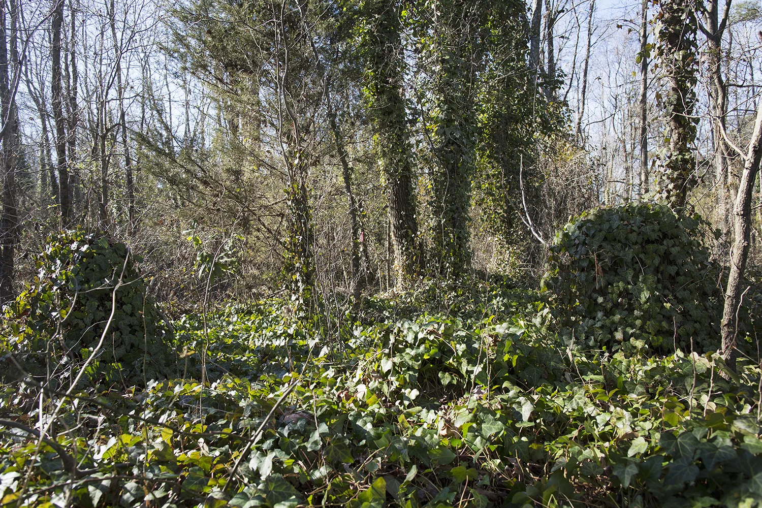 Uncleared burial plots at East End Cemetery, Henrico County/Richmond, Virginia, January 31, 2015. ©brianpalmer.photos 2015