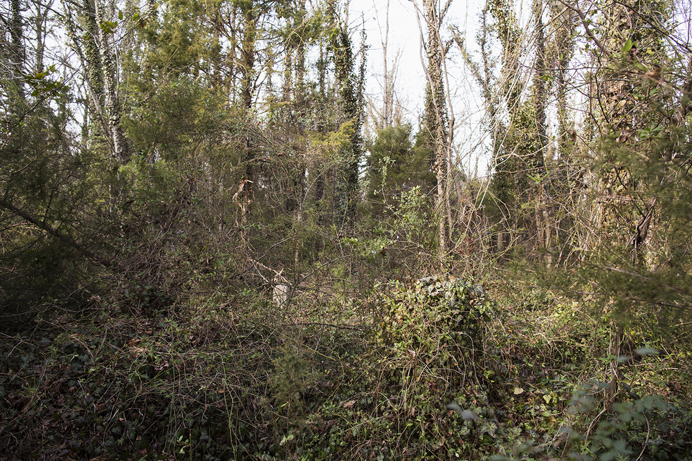  Headstone enveloped in ivy, East End Cemetery, Henrico County and Richmond, Virginia, February 2015. ©brianpalmer.photos 2015 