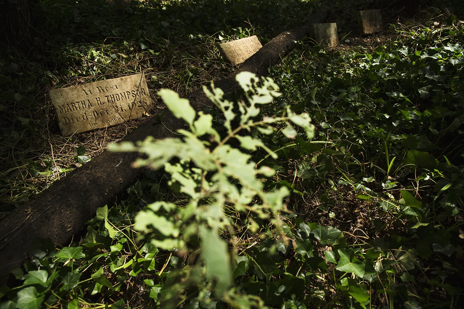 Nine Thompson family headstones uncovered so far, those of Peter and Bettie (Gray) Thompson, their sons Harry C., Oliver, and George K., and Harry's first wife, Martha (Hooper) Thompson. East End Cemetery, Henrico County, Virginia, August 2015. Photo: BP