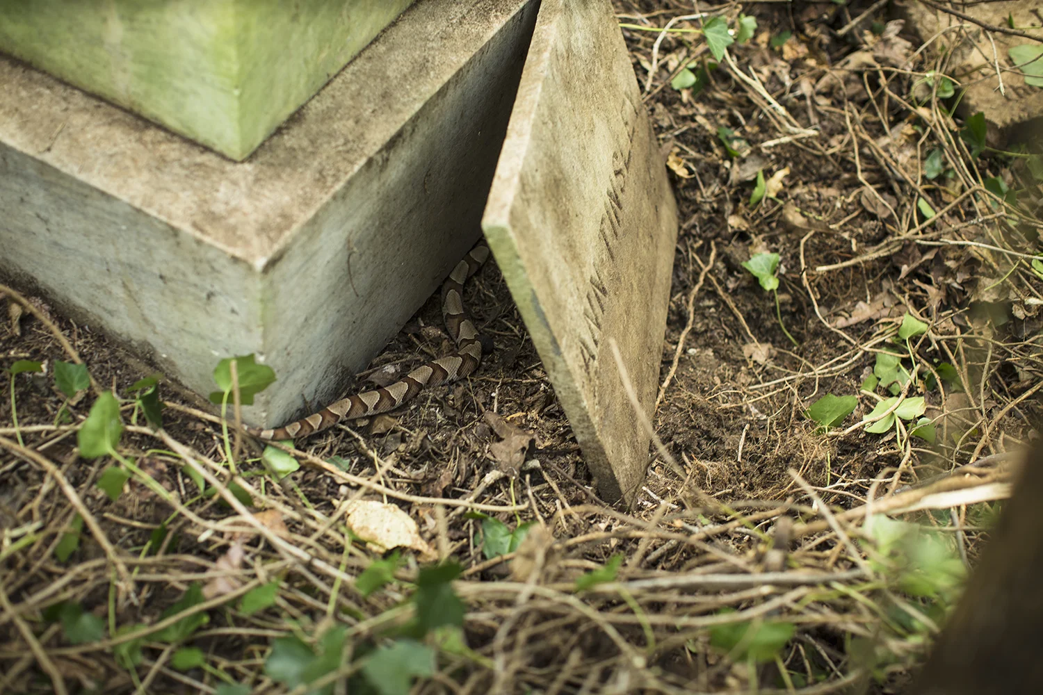 After snipping away the ring of vines encircling the base of James Alfred Woodson's monument, we were startled by a copperhead, which slithered out from under the ivy. It then made a beeline for its cubby hole beneath the gravestone, where it kept watch, its orange eye with a vertical slit of a pupil trained on us. This is also where we found the four Tinsley headstones, propped against the Woodson base. A Tinsley plot, with no Tinsleys yet uncovered, is across what was once a walkway but is now choked with ivy. East End Cemetery, Henrico County, Virginia, September 2015. Photo: BP