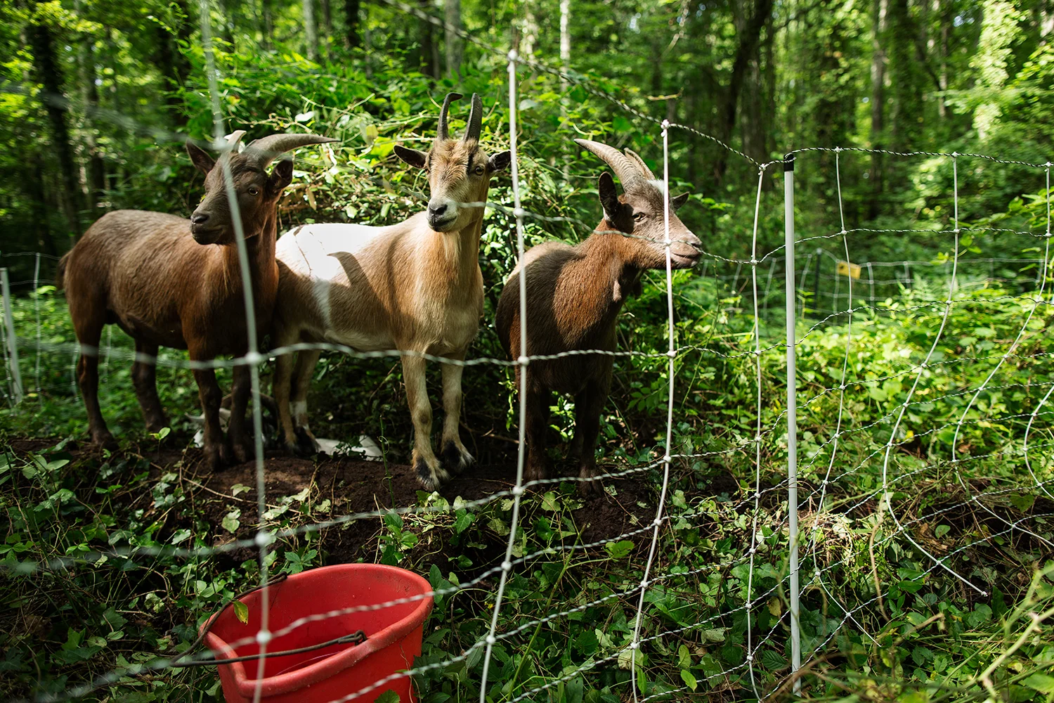 Goats from Bright Hope Farm & Apiary come to the cemetery for a trial run. Poison ivy is, apparently, a "goat delicacy." East End Cemetery, Henrico County, Virginia, July 2016. Photo: BP