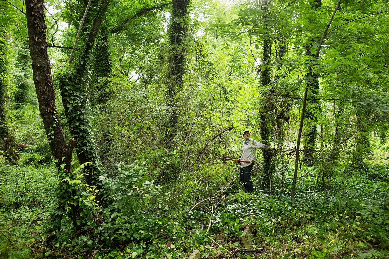 This privet is going down. East End Cemetery, Henrico County, Virginia, June 2016. Photo: BP