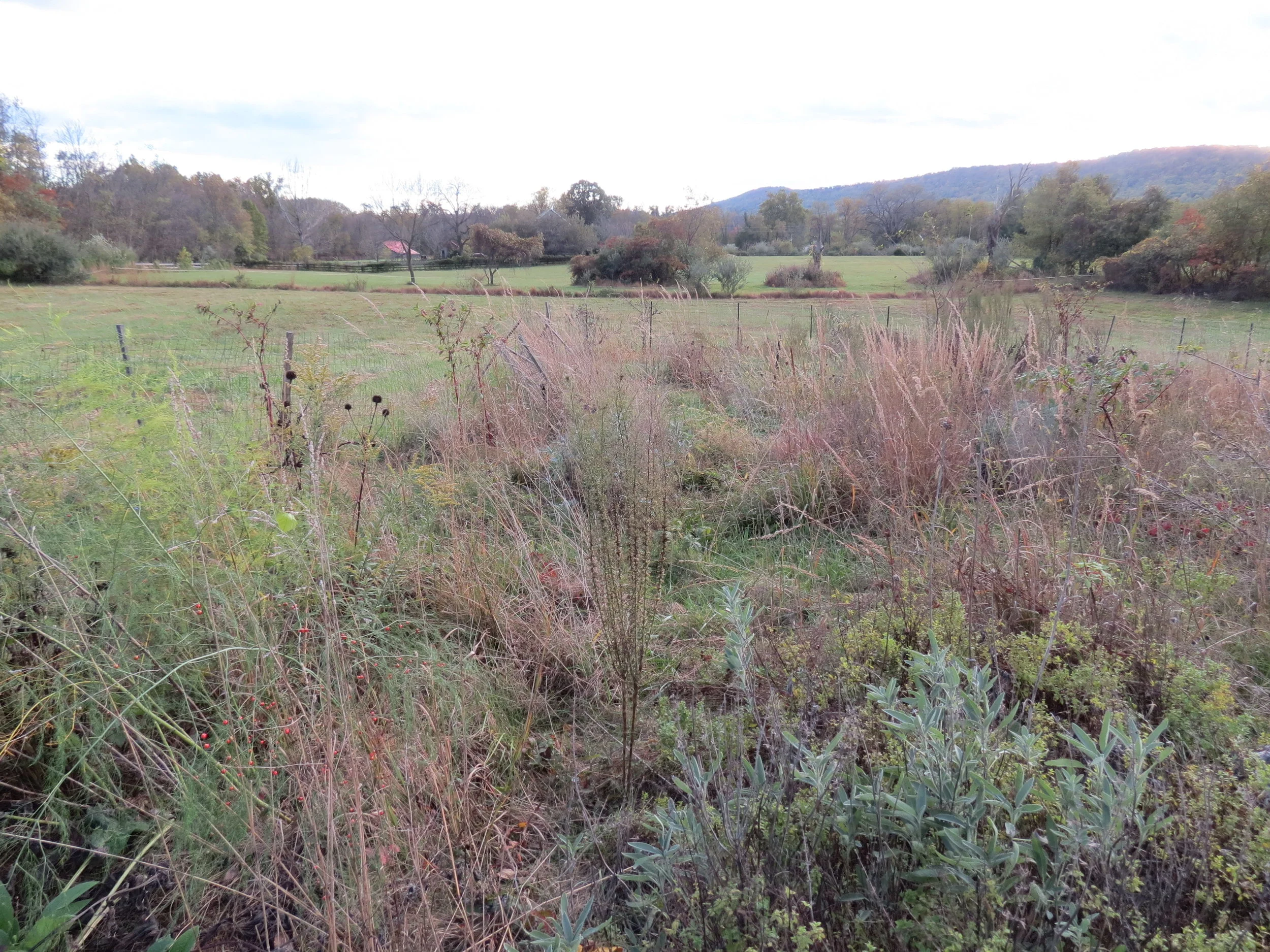 IMG_7143.JPG