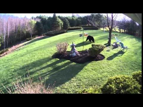 2014 Egg Bowl Preview