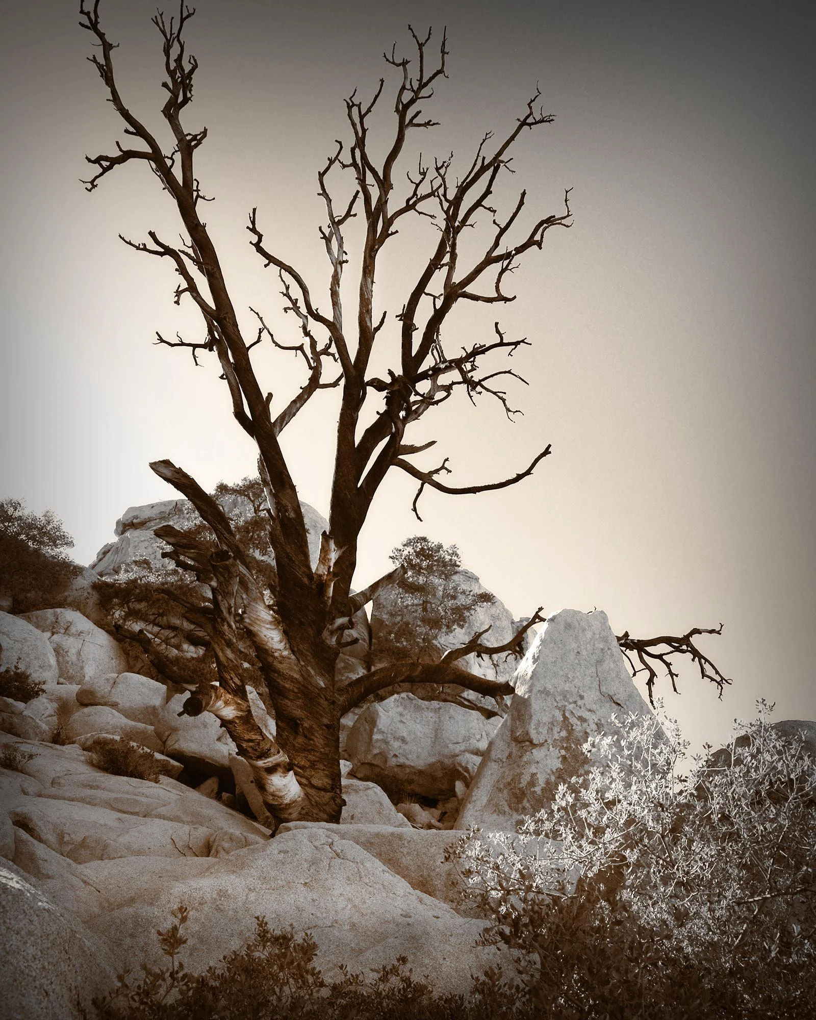 Black Tree on the Rocks, SEPIA 16x20 inches - SALE