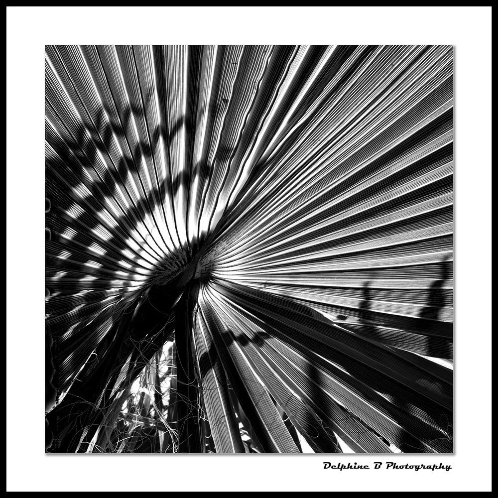TROPICAL AFERTDARK CANVAS small.jpg