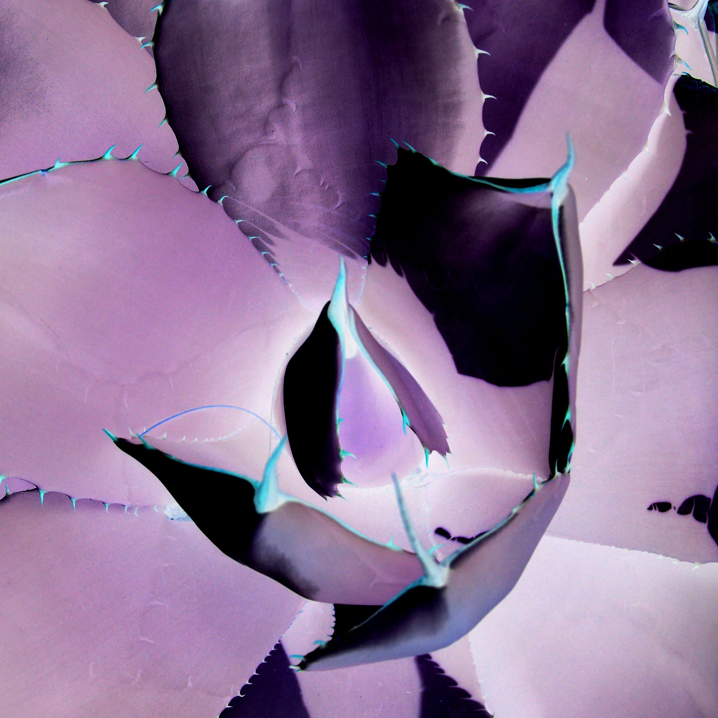 purple cactucs heart 20X20 website.jpg