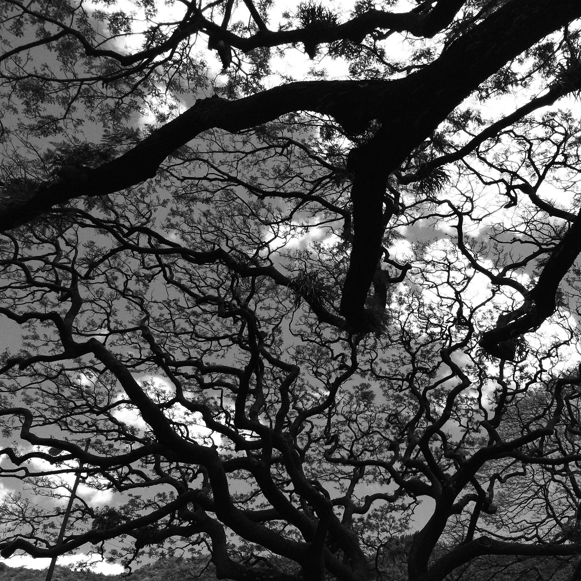 Monkey pod tree sky 24X24 final WEBSITE.jpg