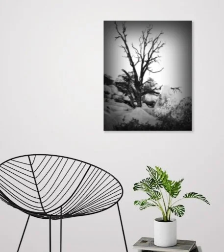 Black Tree in Situ SMALL.jpg