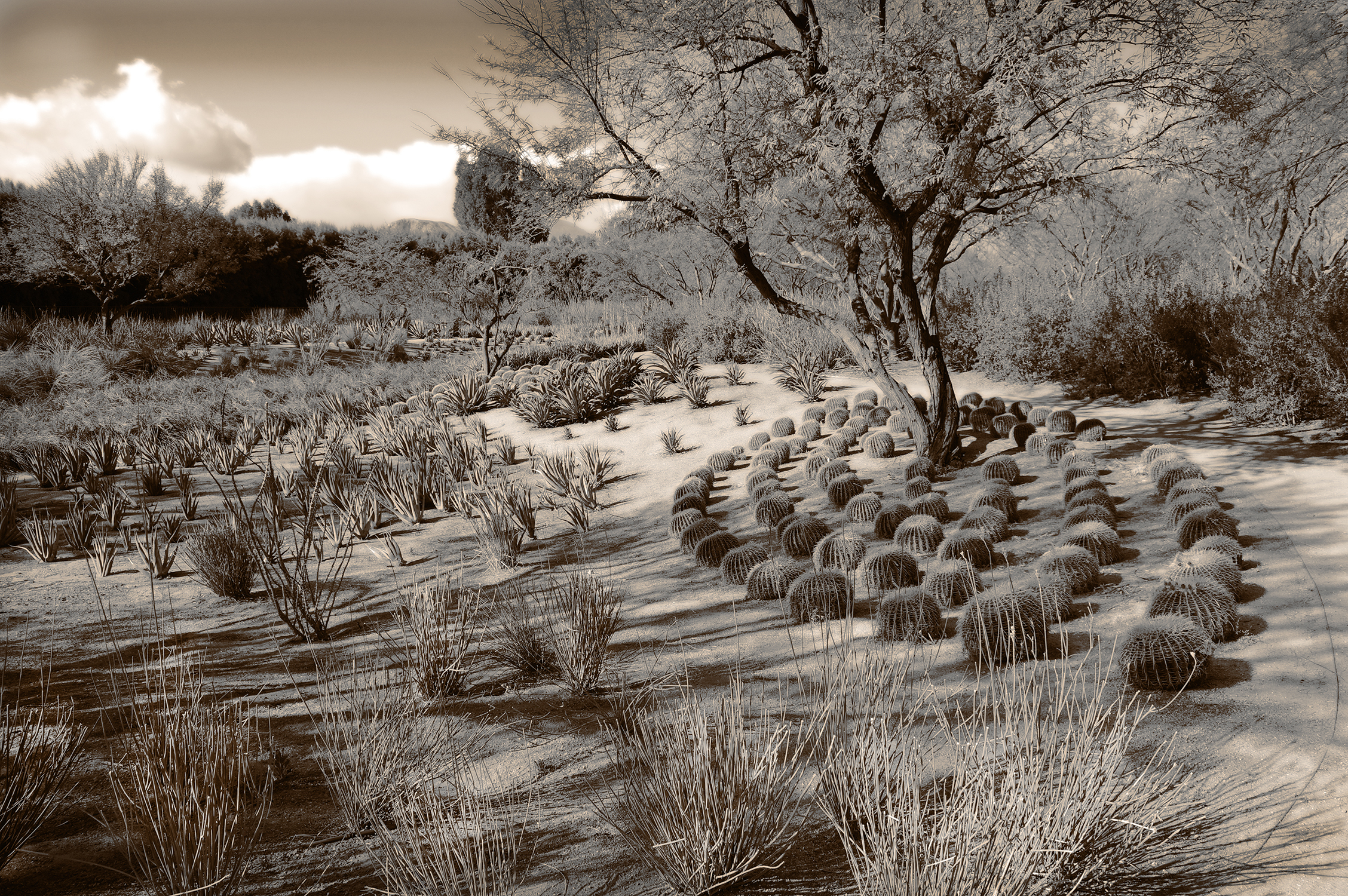 Dance of the barrel cactus sepia 24x26 FINAL WEBSITE.jpg