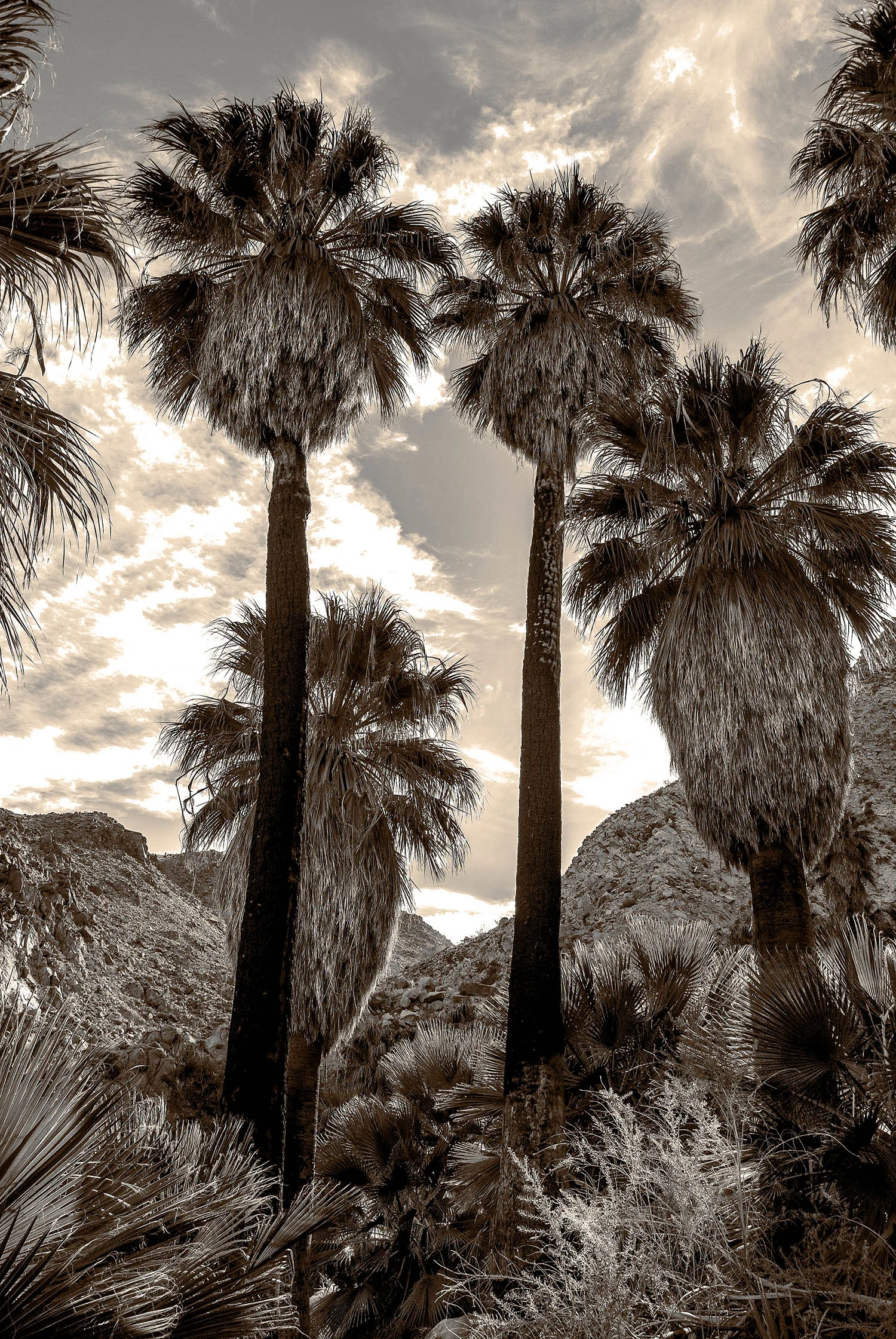Four Palms sepia 24x26 FINAL WEBSITE.jpg