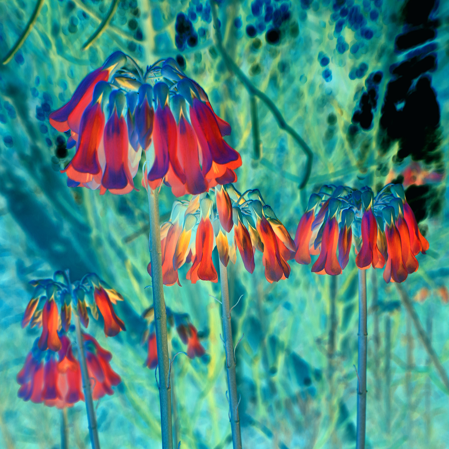 Red bells on blue FINAL WEBSITE.jpg