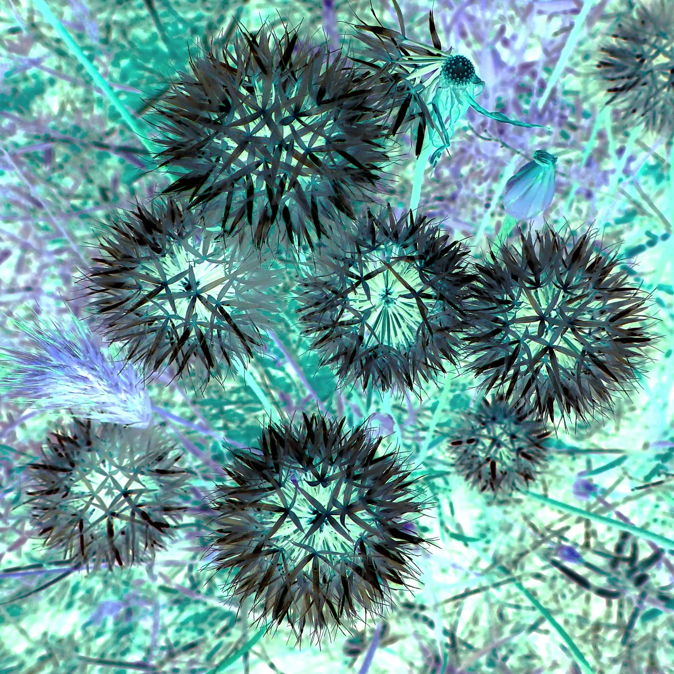 Dandylion Sea 24x24 FINAL WEBSITE.jpg