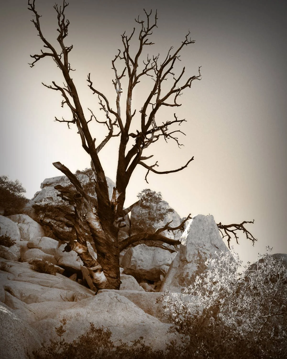 Black tree on the Rock 16x20 Sepia FINAL WEBSITE.jpg
