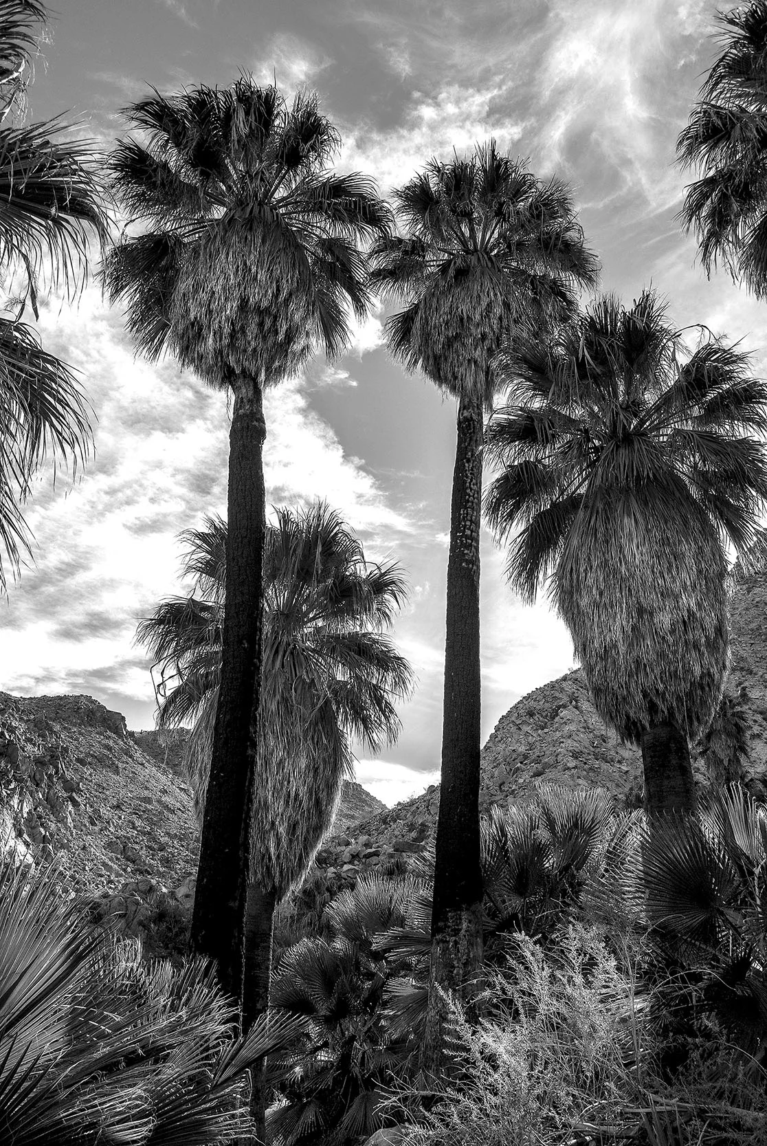 Four Palms 16x24 FINAL WEBSITE.jpg