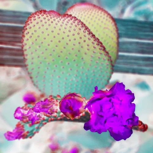 Beaver tail Cactus in bloom 24x24 FINAL WEBSITE.jpg