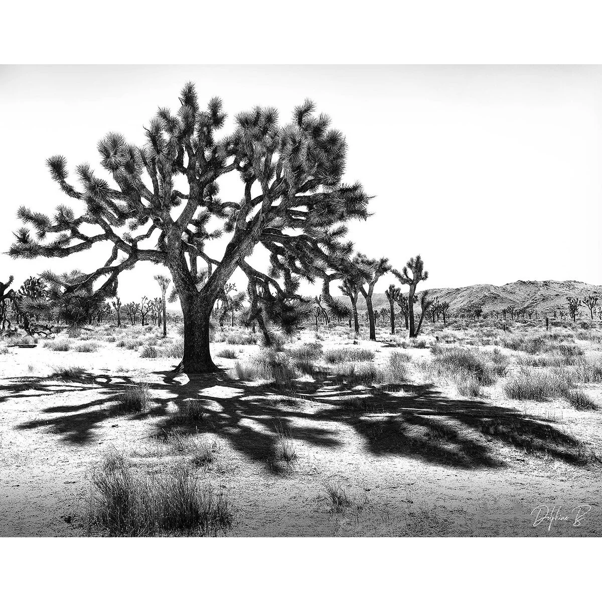 Joshua Tree's Reflections