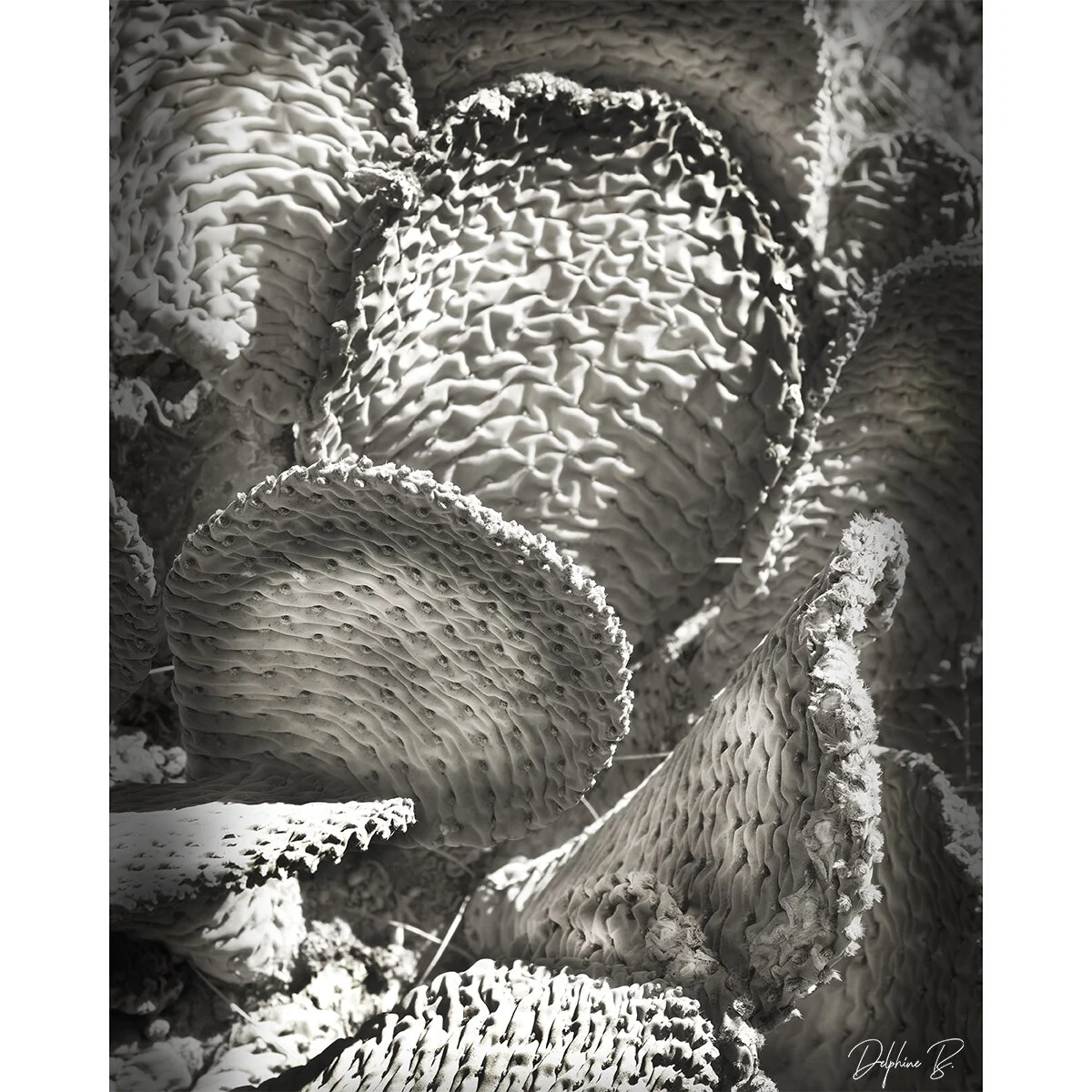Rugged Cactus