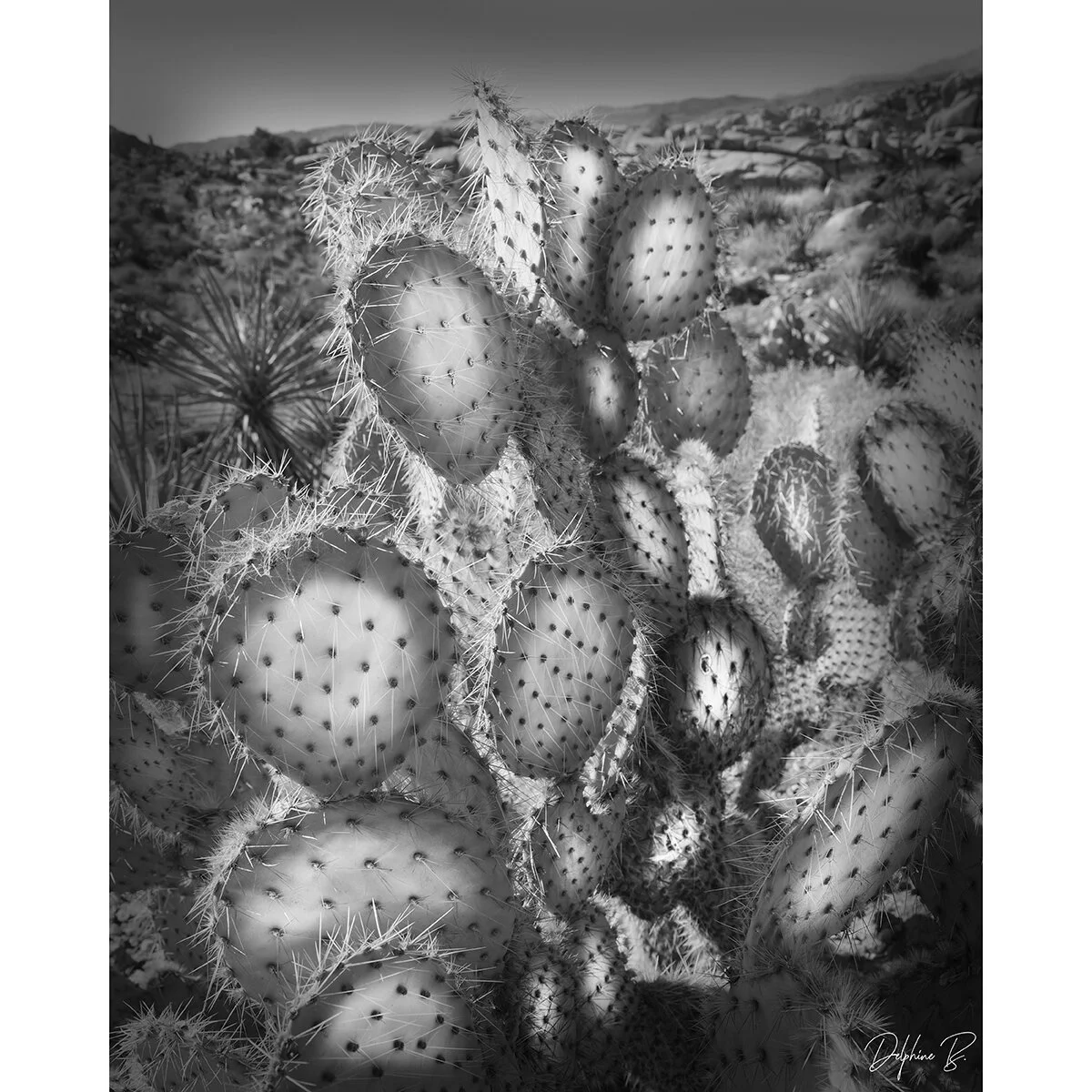 Cactus Aglow