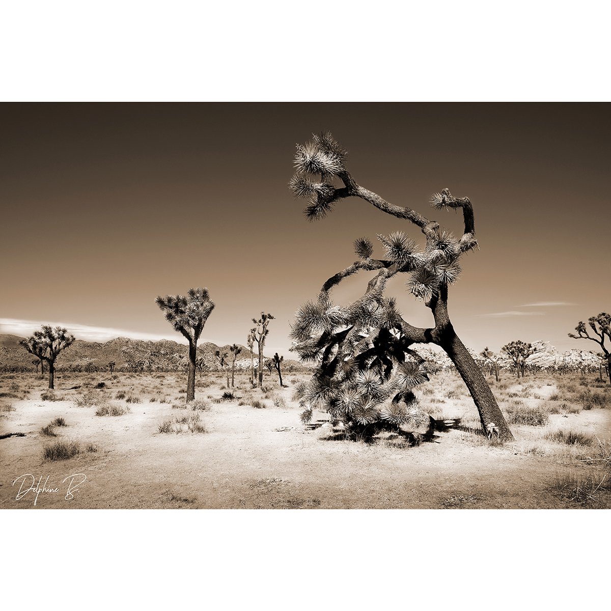 Joshua's Desert 16x24 SEPIA THUMB WEB.jpg