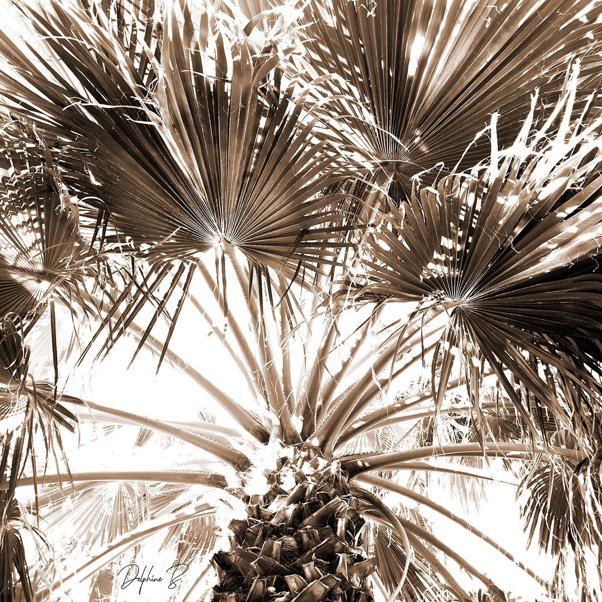 FAN PALMS in the Sky SEPIA THUMB WEB.jpg