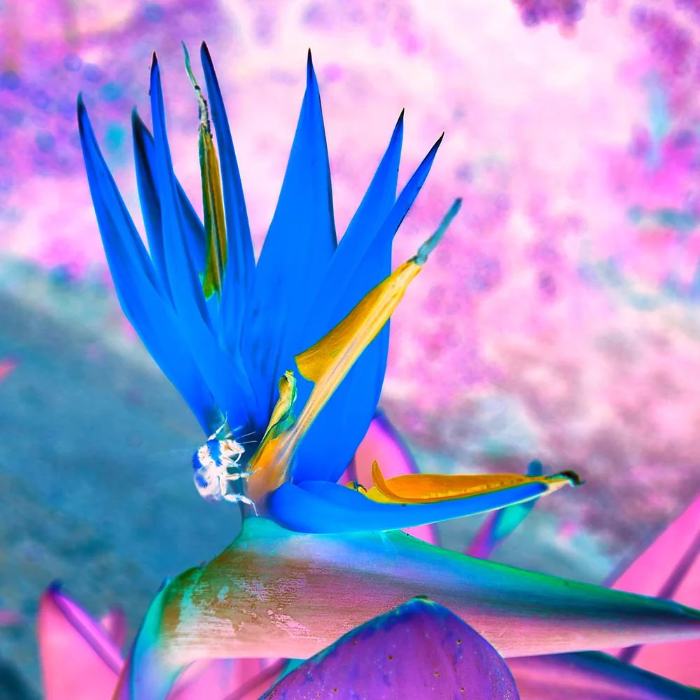 A little Blue Bee