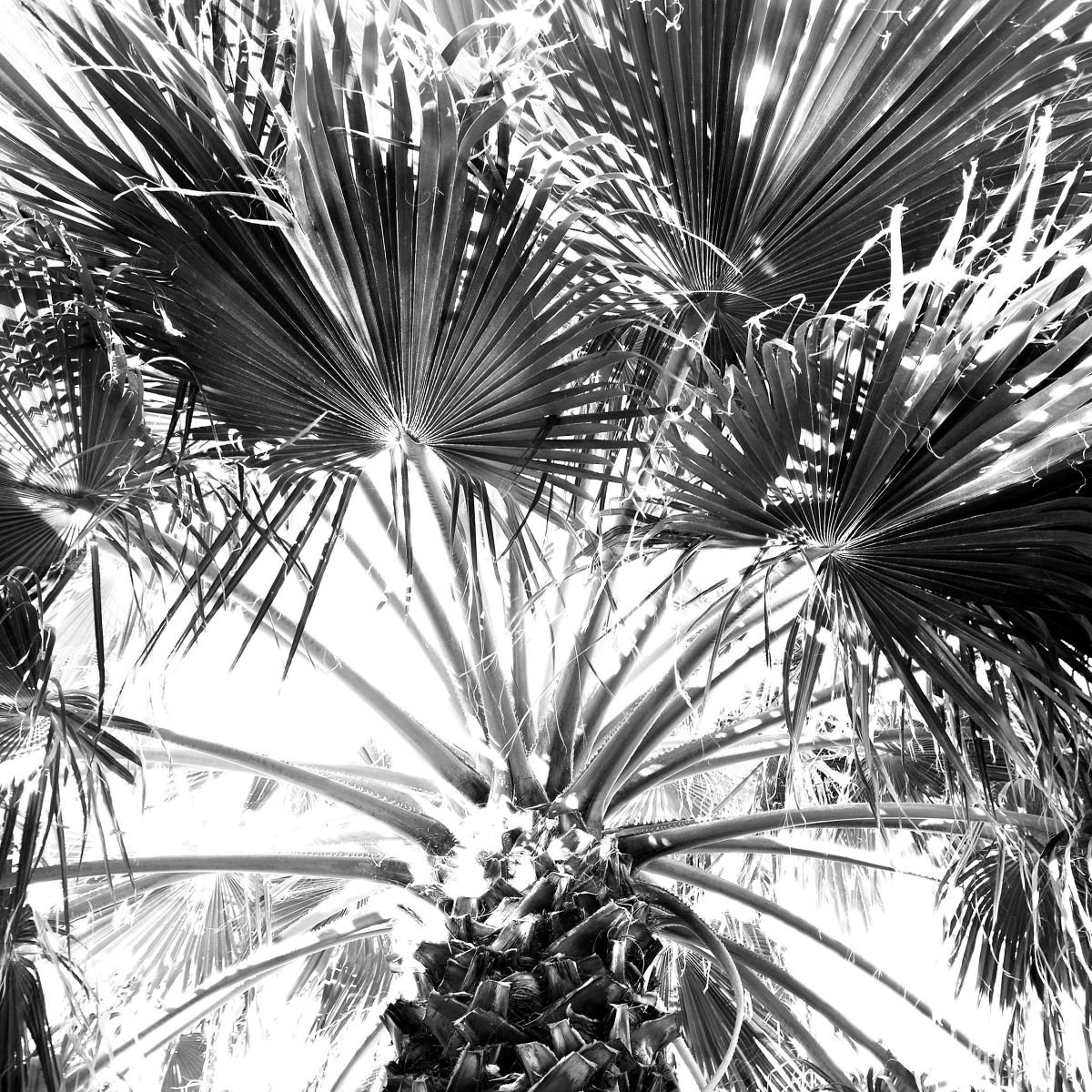 Fan Palm Tree in the Sky