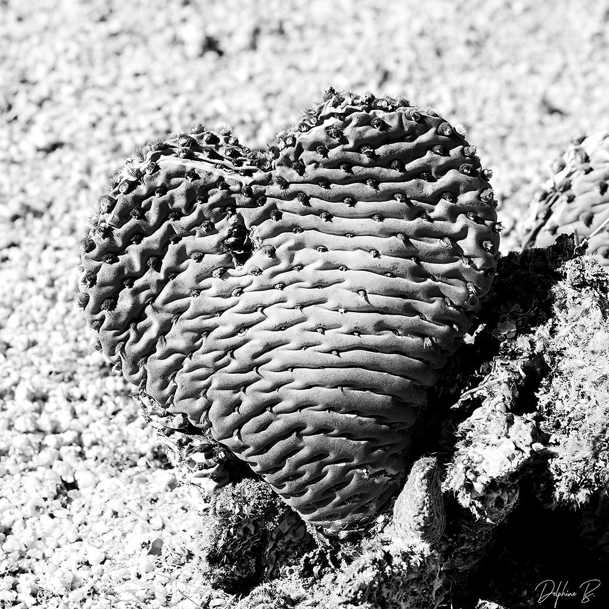 Desert Heart