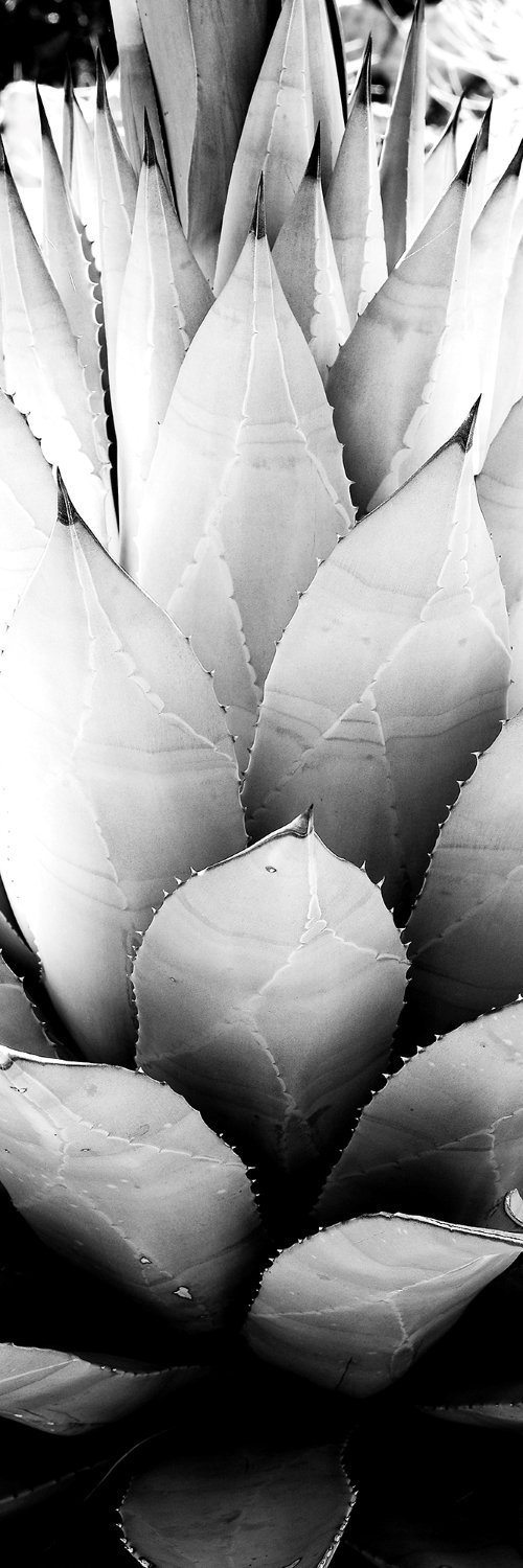 Agave Spears