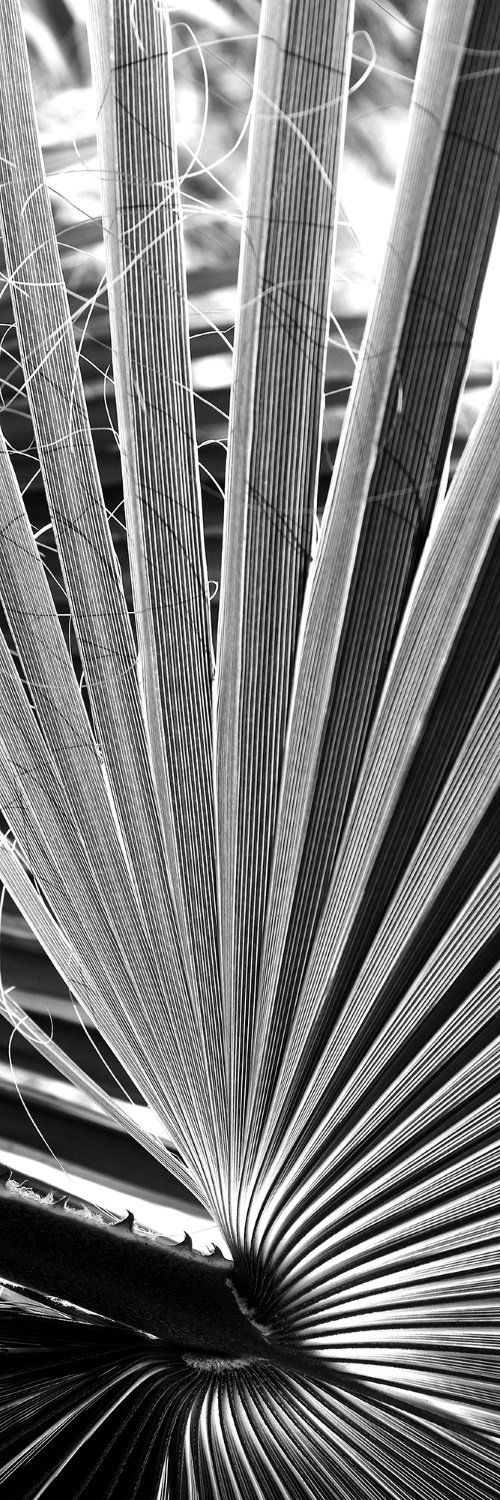 Frond Monochrome