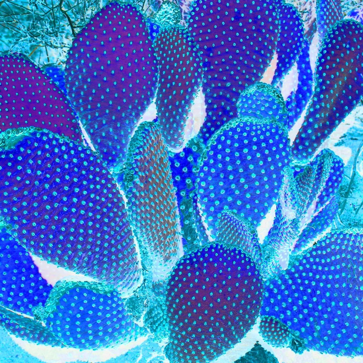 Blue Desert Coral
